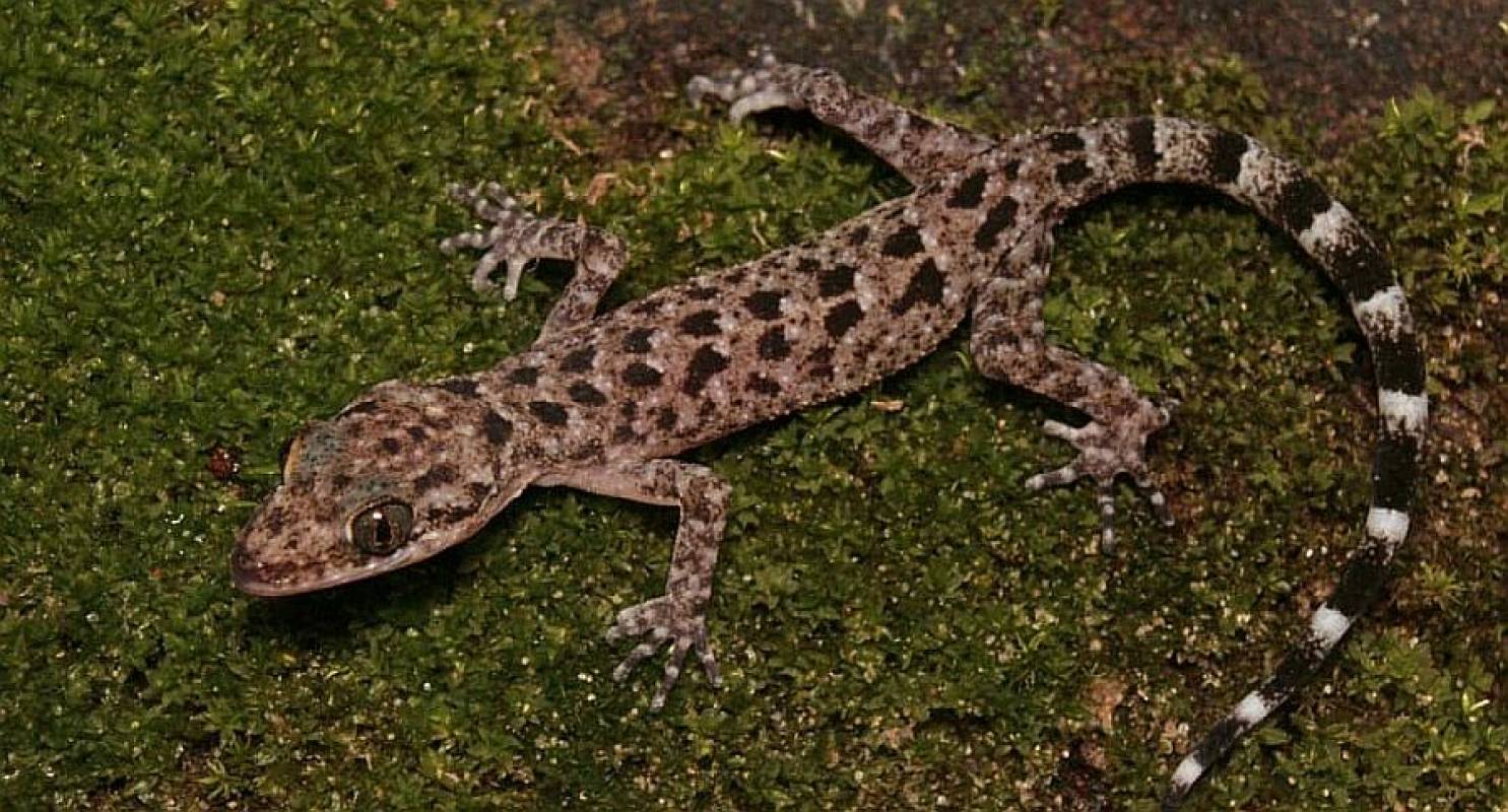 Tripura-ah Ramdaidep chi thar hmu chhuak