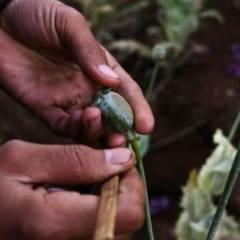 Afghanistan khûmin Myanmar-in opium thar tam ber ta