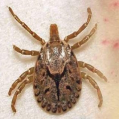 Scrub Typhus leh Den